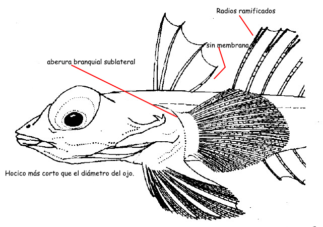 Synchiropus phaeton_Clave.jpg
